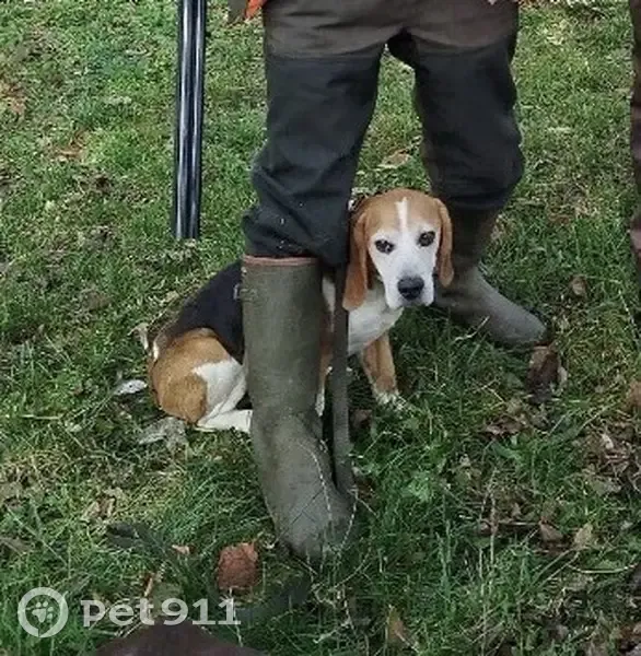 Beagle Jab perdu à Sainte-Catherine - photo