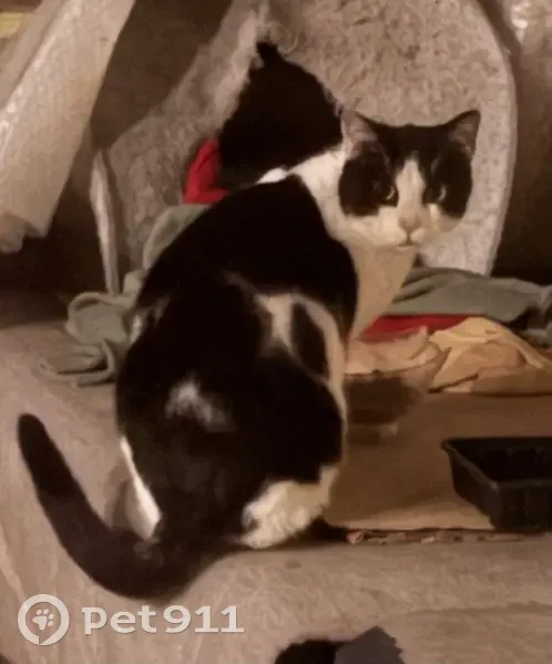 Chat noir et blanc trouvé à Marolles-en-Brie - photo