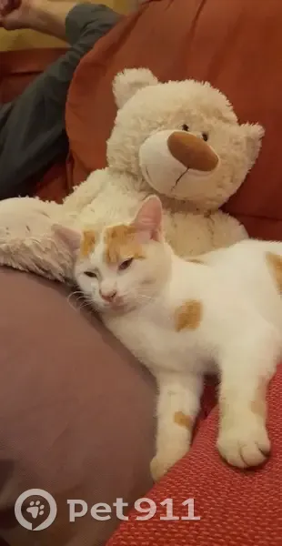 Chat mâle blanc-roux perdu à Condat - photo