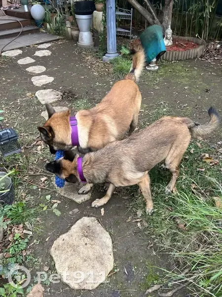Deux malinois trouvés à Saint-Guilhem-le-Désert - photo