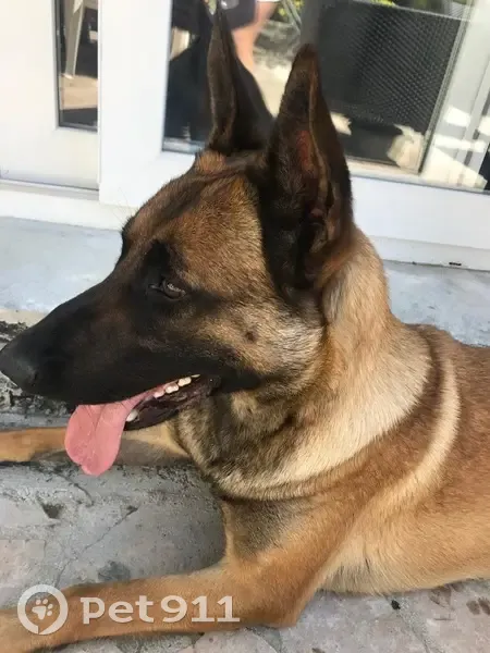 Malinois fauve perdu, Le Thillay - photo