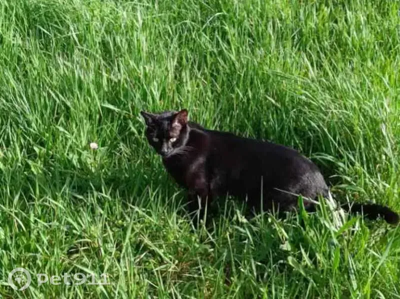 Chat noir perdu à l'Isle sur Tarn - photo