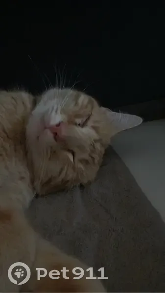 Chat borgne perdu, Taz, Allée Aimé Giral - photo