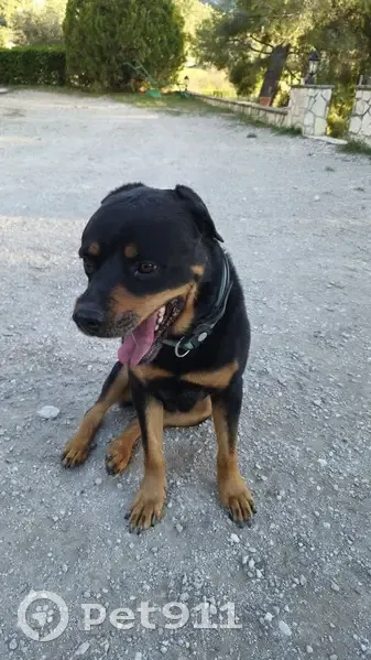 Chienne rottweiler trouvée à Aubagne - photo