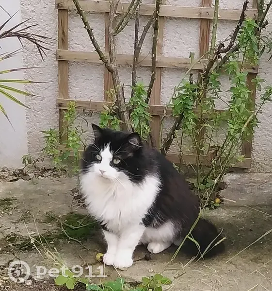 Chat angora noir et blanc trouvé Herbault - photo