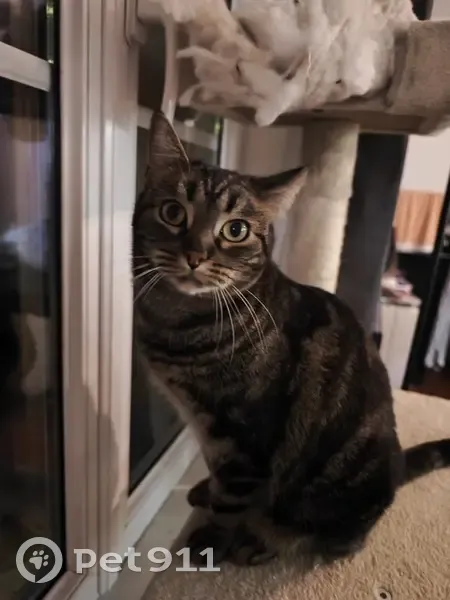 Chatte tigrée perdue au Raincy - photo
