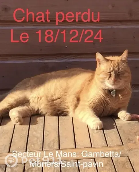 Chat roux Cradouille perdu au Mans - photo