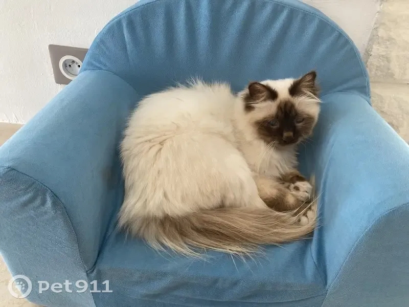 Chatte sacrée de Birmanie perdue à Vitrolles - photo