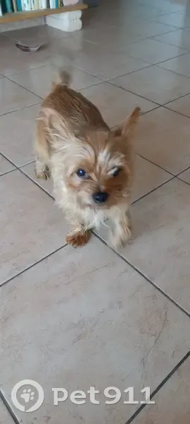 Chien croisé York trouvé à Carpentras - photo