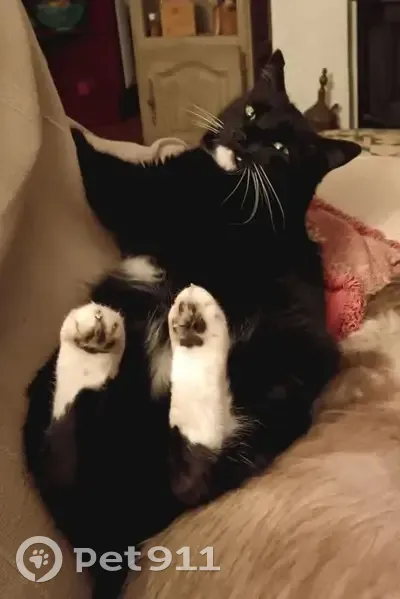 Chatte noire et blanche perdue à Mimizan - photo