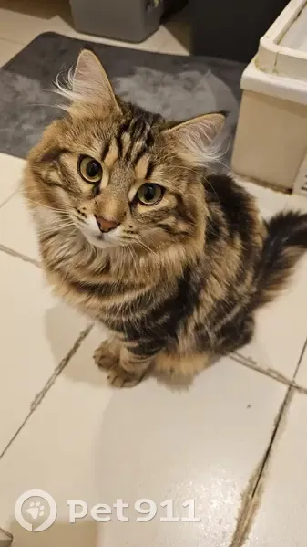 Chat mâle tigré disparu à Saint-Fargeau - photo