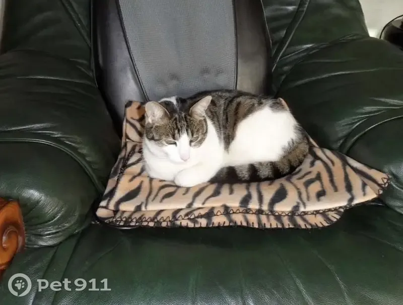 Chatte blanche et tigrée disparue à Saverne - photo