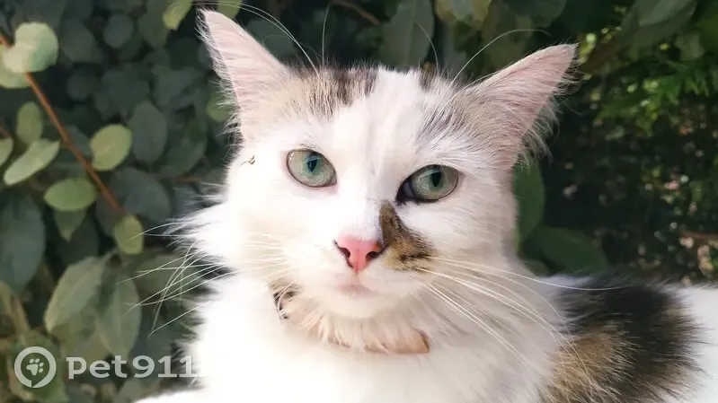 Chatte blanche perdue à Poitiers - photo