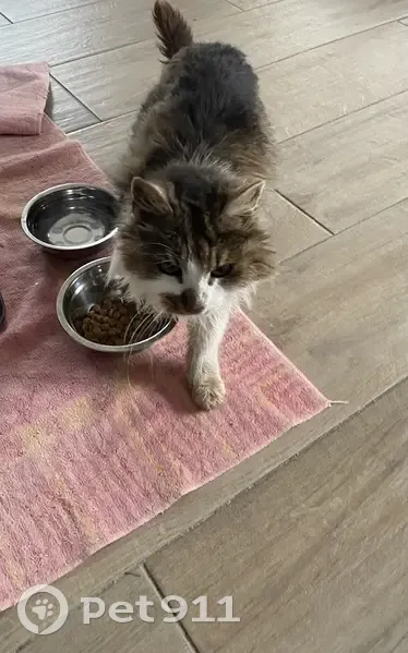 Chat blanc et tigré trouvé à St Malo - photo
