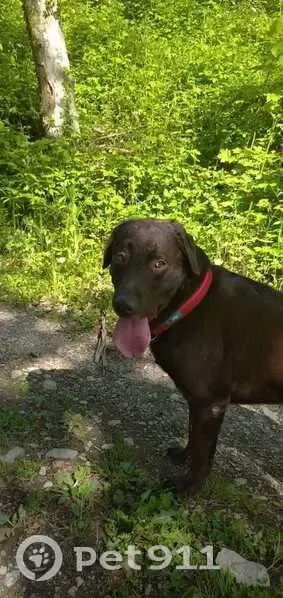Chien labrador chocolat perdu à Bonne - photo