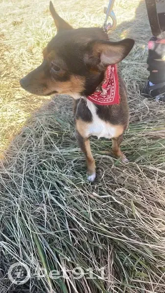 Chien trouvé avec collier rouge à Aubignan - photo