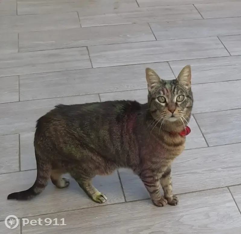 Chatte non-voyante perdue à Arcangues - photo