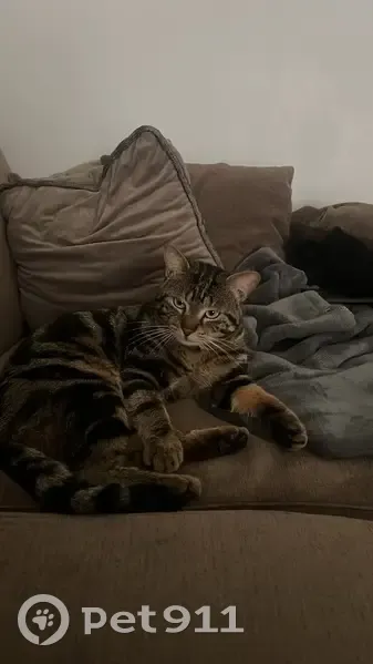 Chat tigré perdu à Argenteuil - photo