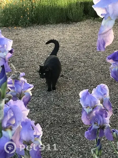 Petite chatte noire disparue à Saint-Médard - photo