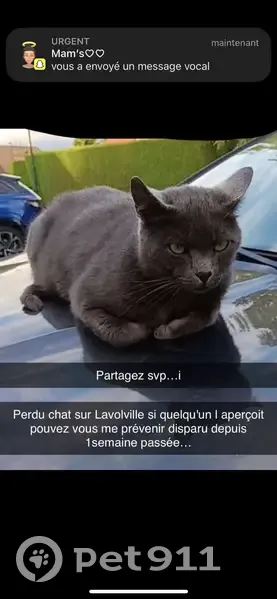 Chat chartreux gris disparu à Bruay - photo