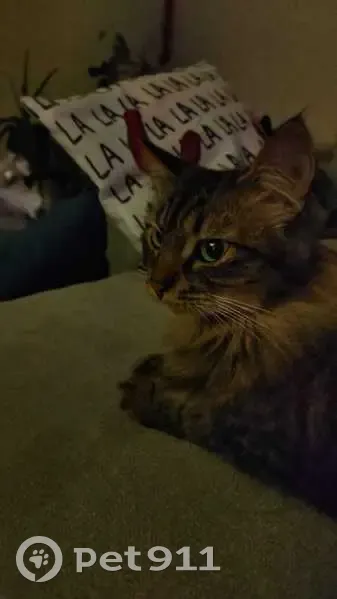 Chatte tigrée disparue à Clermont-Ferrand - photo