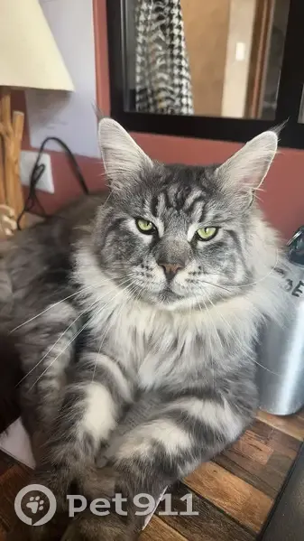 Main Coon 2 ans perdu à Marby - photo