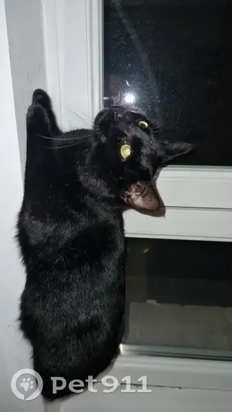 Chat mâle trouvé à Châteaubernard - photo