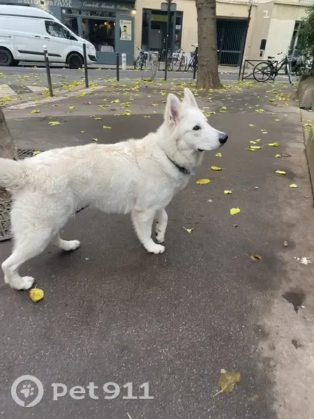 Chien Berger blanc suisse volé à Paris - photo