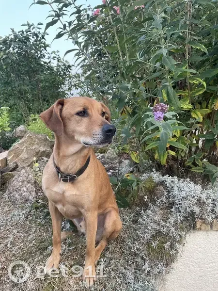 Chien perdu à Thiais : contactez-nous - photo