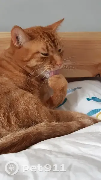 Chat roux mâle disparu à Antony - photo