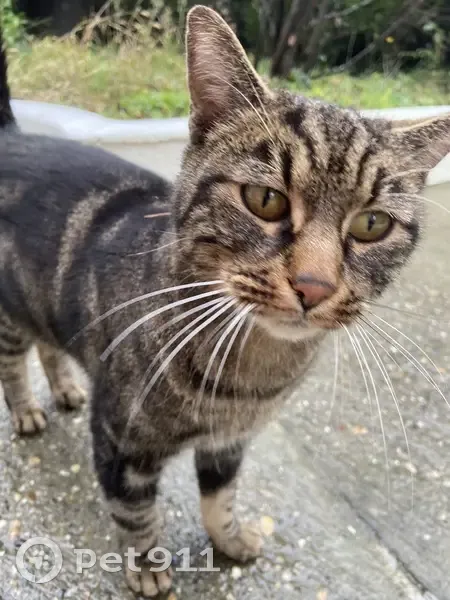 Chat tigré noir et gris trouvé à Vénissieux - photo