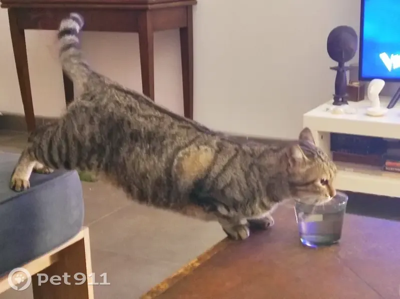 Chatte tigrée de 12 ans disparue à Arles - photo