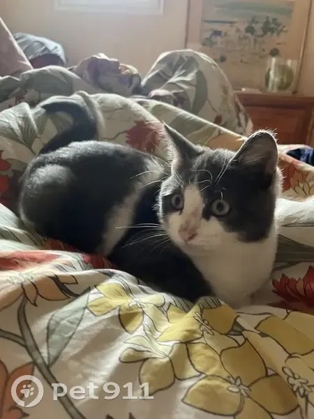 Chaton blanc et gris perdu en Auvergne - photo