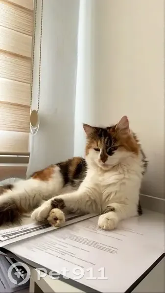 Chatte tricolore disparue à Dourdan - photo