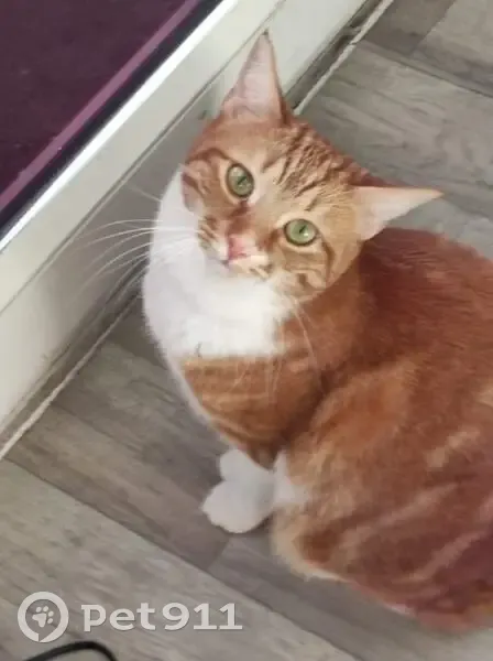 Chatte Canelle perdue à Artenay - photo
