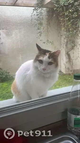Chat perdu : Lola à Lille, Rue Valenciennes - photo