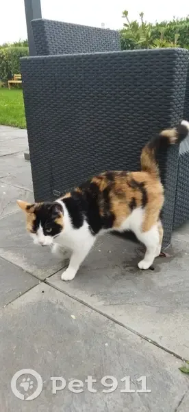 Chat tricolore trouvé à Villeneuve-sur-Aisne - photo