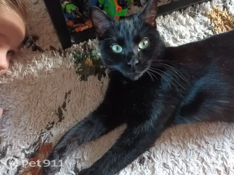 Jeune chat noir perdu à Aurillac - photo