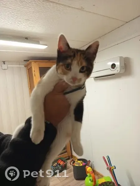 Chatte tricolore trouvée Rue des Roses - photo