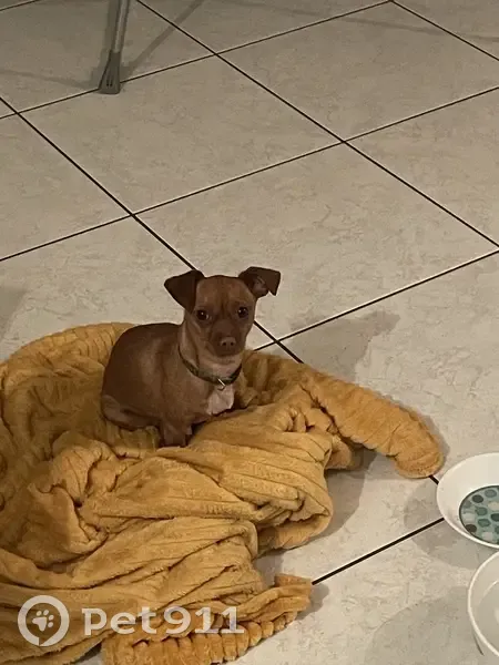Deux chiens perdus secourus à La Musse - photo