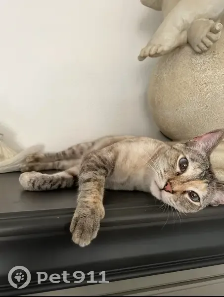 Chatte perdue, blanche/crème, Grasse - photo