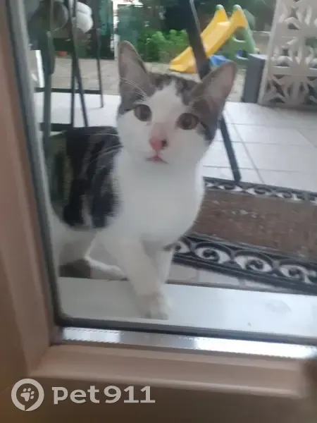 Chat sociable trouvé à Vitrolles - photo