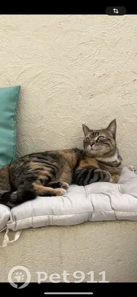Chatte disparue à Nîmes, rue Lavastre - photo