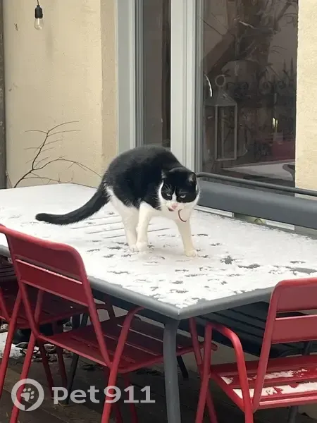 Chat mince et peureux perdu à Courbevoie - photo