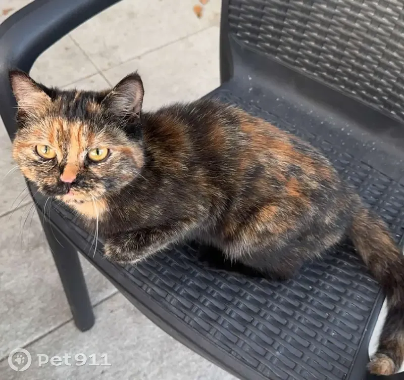 Chat trouvé à Noyelles-Godault - photo