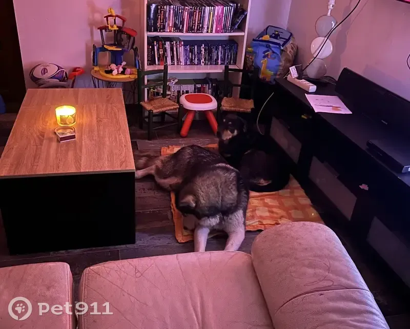 Chienne beauceron malamute perdue Orée-d'Anjou - photo