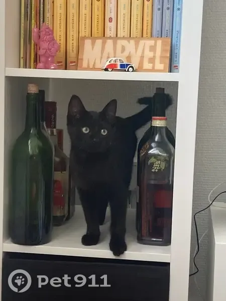 Chat perdu : mâle noir, 9 mois, Villeneuve-d'Ascq - photo