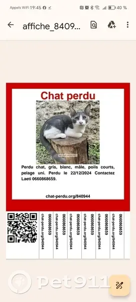 Chat gris et blanc perdu à Nice - photo