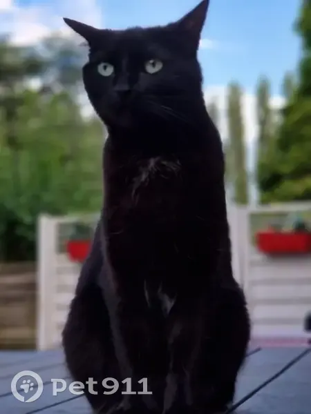 Chat noir perdu, tache blanche, Villeneuve - photo