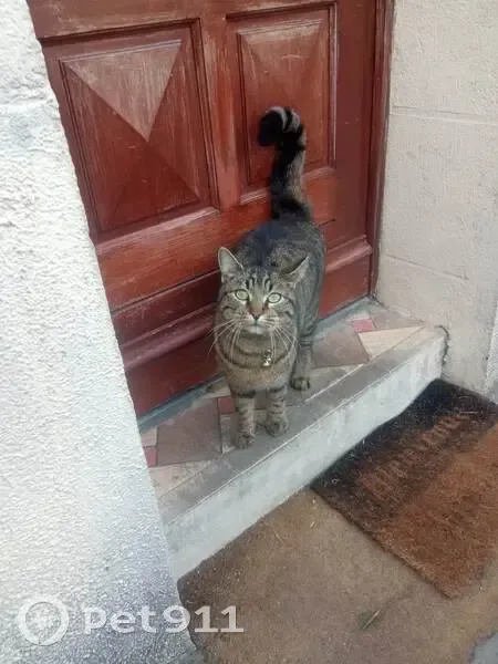 Chat noir-marron perdu à Bordeaux - photo
